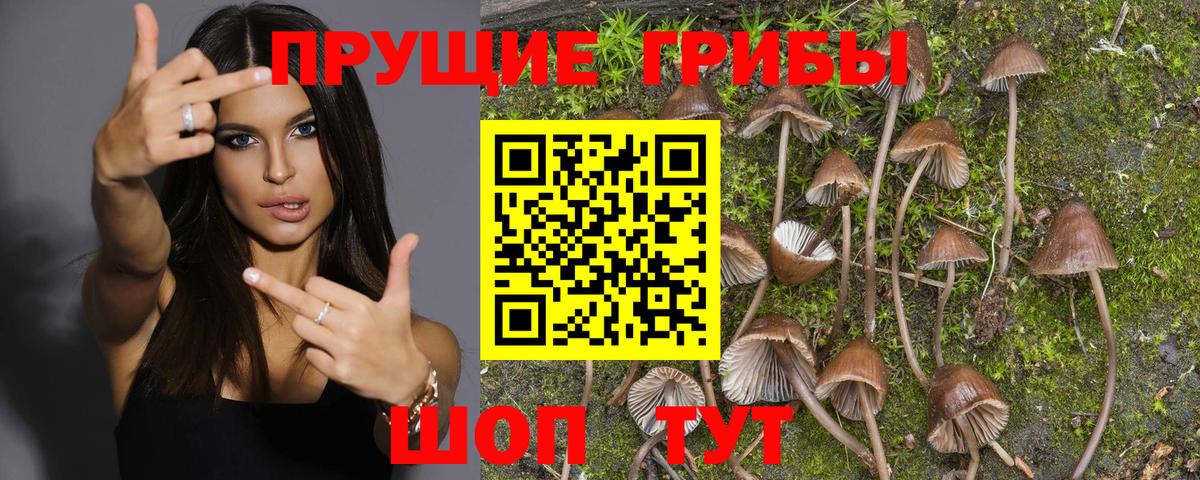 Псилоцибиновые грибы Cubensis  Псилоцибиновые грибы GOLDEN TEACHER  Волоколамск  Вход с VPN 
